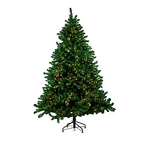 Alberta Spruce 240 cm - Yılbaşı Ağacı